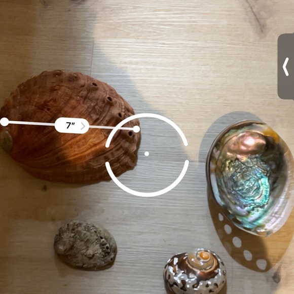 Set of 4 shells - Picture 9 of 9